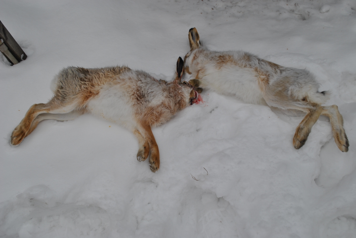 Вот они - заветные трофеи! С полем! Вот они - заветные трофеи! С полем!