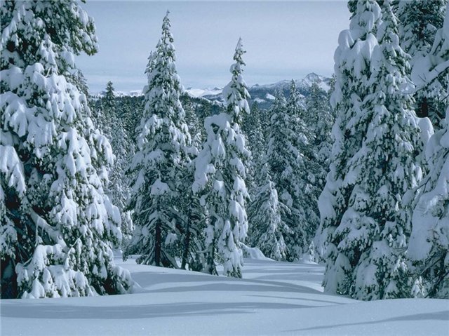 зимняя тайга зимняя тайга